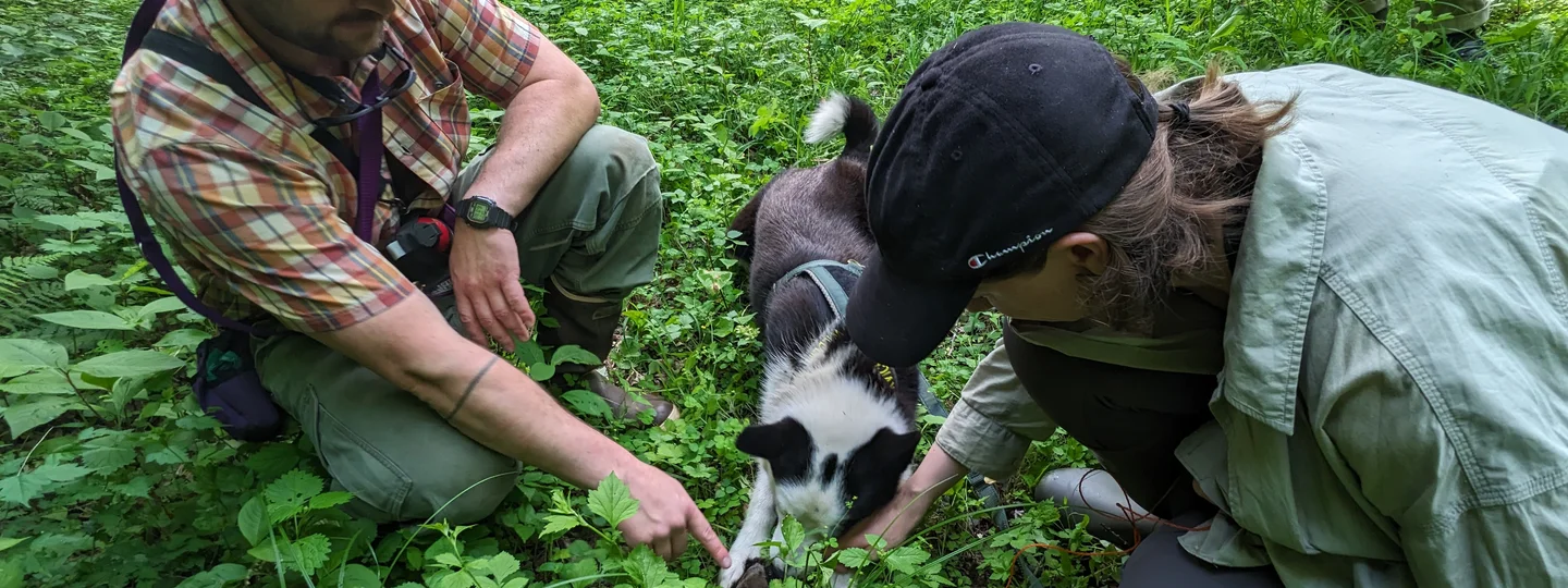 training bear dog