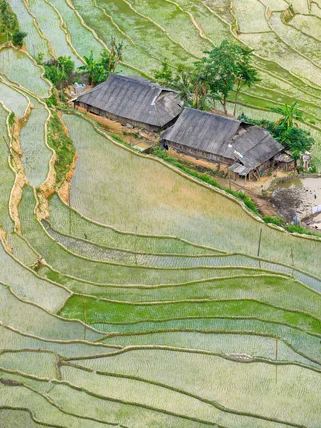 rice fields